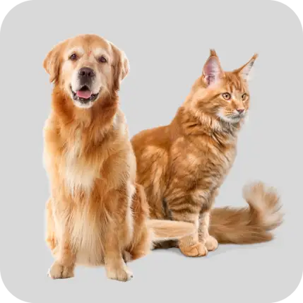 Pet Supplies